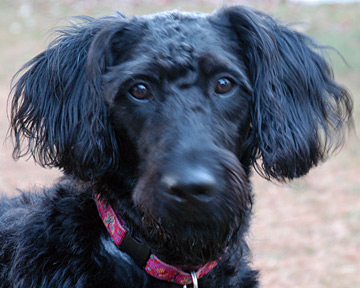 Stella_Dog-Guru Stella, my guru